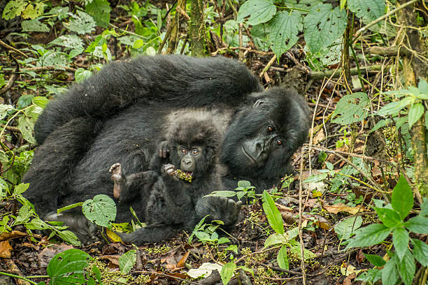 NYAKAGEZI GORILLA FAMILY