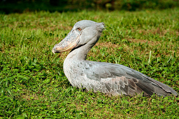 UGANDA BIRDING EXPERIENCE