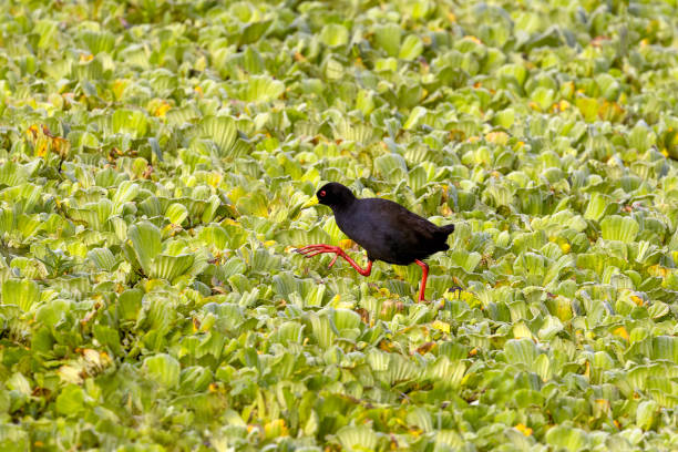 UGANDA’S BEST BIRDING AREA