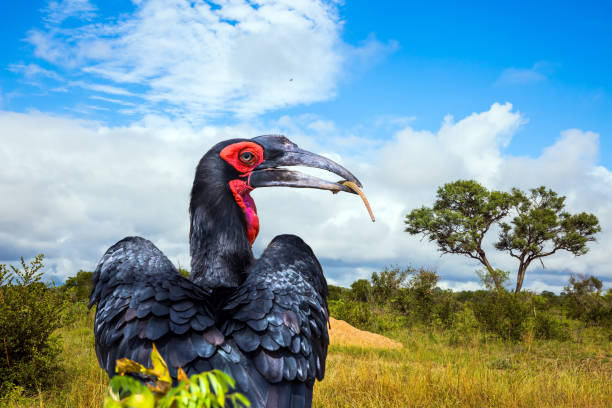 Birding Experience in Kibale Forest and Bigodi Wetland