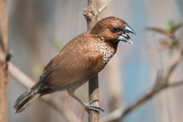 Birding Experience in Queen Elizabeth National Park