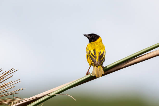 Birding Experience in Bwindi Impenetrable Forest National Park