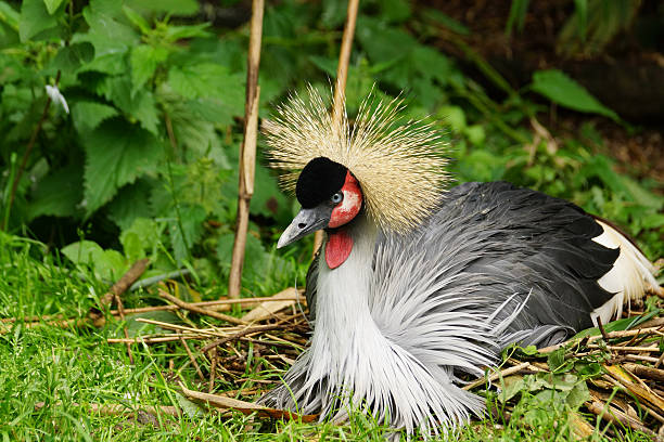 Birding in Uganda