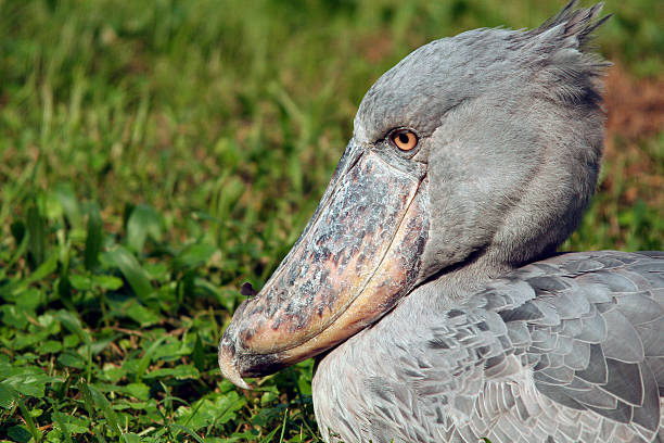 Shoebill stork