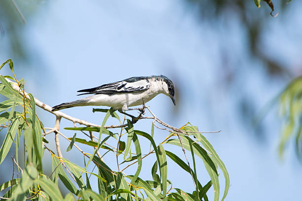 Birding in Mgahinga National Park