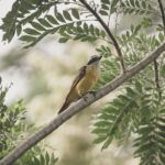 Birding in Mabira Forest