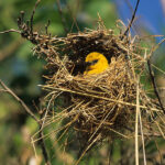 Weaverbird in its nest