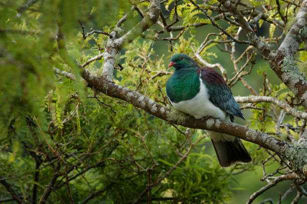 Birding in Rwenzori National Park