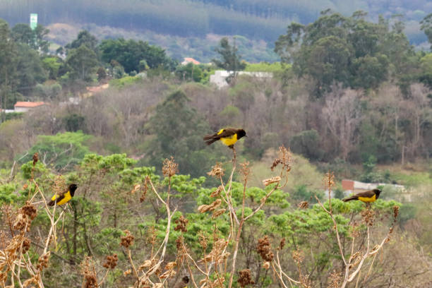 Birds in Volcanoes National Park